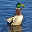 mallard drake